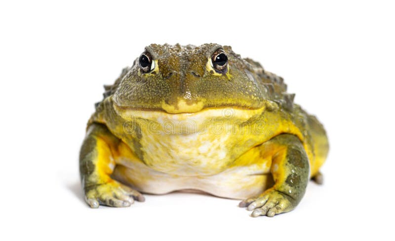 African bullfrog, Pyxicephalus adspersus, isolated on white