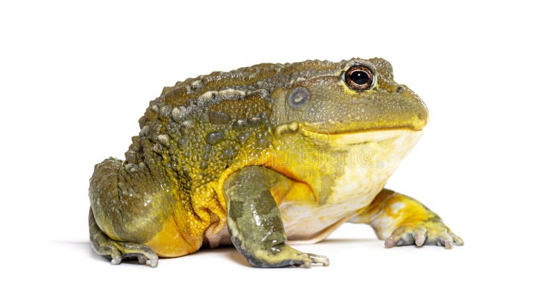 African bullfrog, Pyxicephalus adspersus, isolated on white