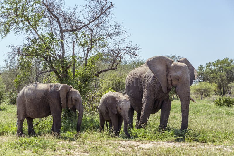 African bush elephant in Kruger National park, South Africa stock image African bush elephant in Kruger National park, South Africa stock image