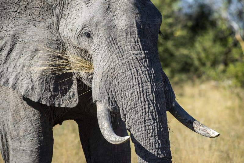 The African Bush Elephant Loxodonta Africana In The Okavango Delta african-bush-elephants-are-our-largest-living-terrestrial-animal
