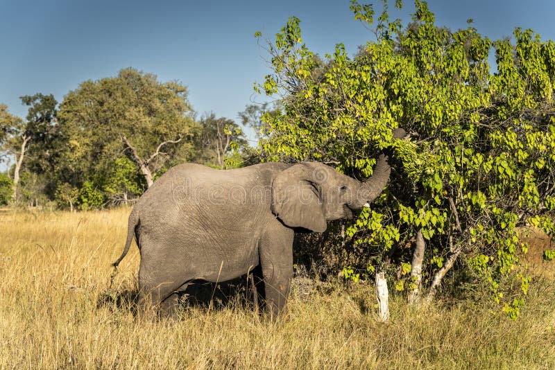 The African Bush Elephant Loxodonta Africana In The Okavango Delta the-african-bush-elephant-loxodonta-africana-in-the-okavango-delta
