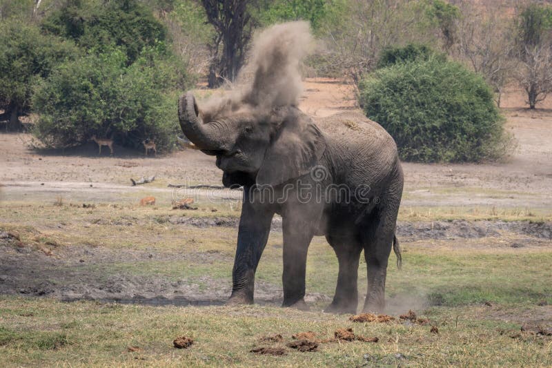 African bush elephant squirting dust over head. In Chobe National Park, Botswana