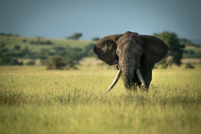 African bush elephant stands in long grass royalty free stock image