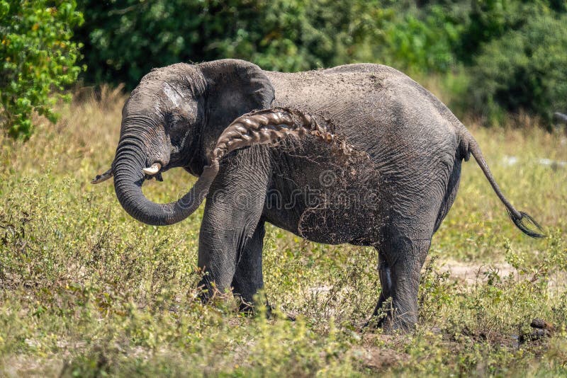 African Bush Elephant Throws Mud Over Flank Stock Photo Image of