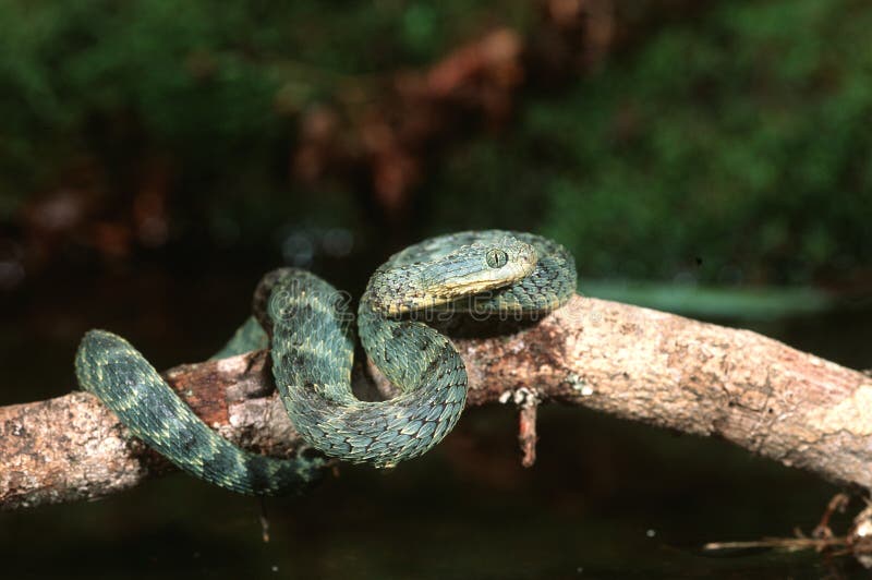 West African Bush Viper Atheris Chlorechis Attack Stock Image - Image of  spectacular, reptile: 136564929