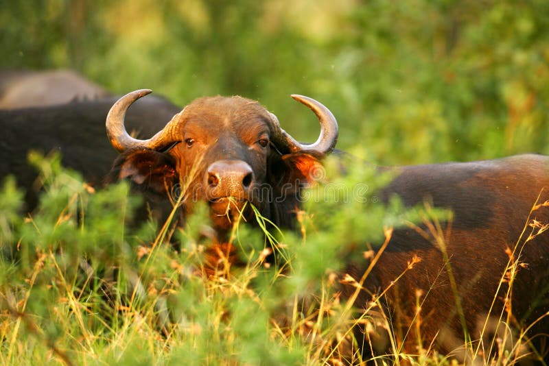 African Cape Buffalo