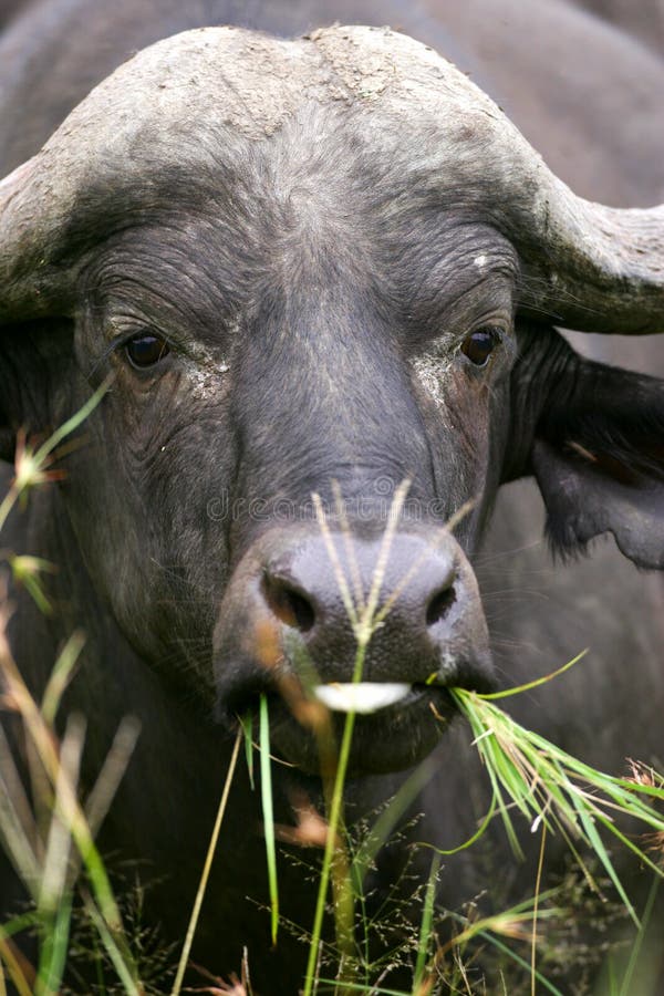 African Cape Buffalo