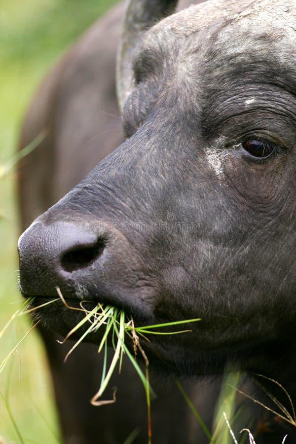 African Cape Buffalo