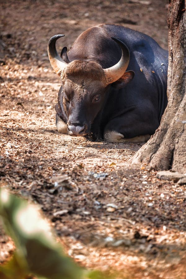 African or Cape Buffalo, Bison Bison Bison in Trivandrum, Thiruvananthapuram Zoo Kerala India Stock Image - Image of animal, mammal: 106626387 African or Cape Buffalo, Bison Bison Bison in Trivandrum, Thiruvananthapuram Zoo Kerala India Stock Image - Image of animal, mammal: 106626387