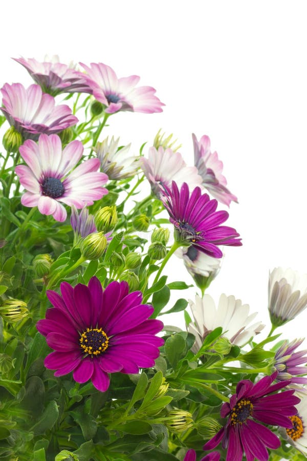 African or Cape daisy (Osteospermum) plants royalty free stock images
