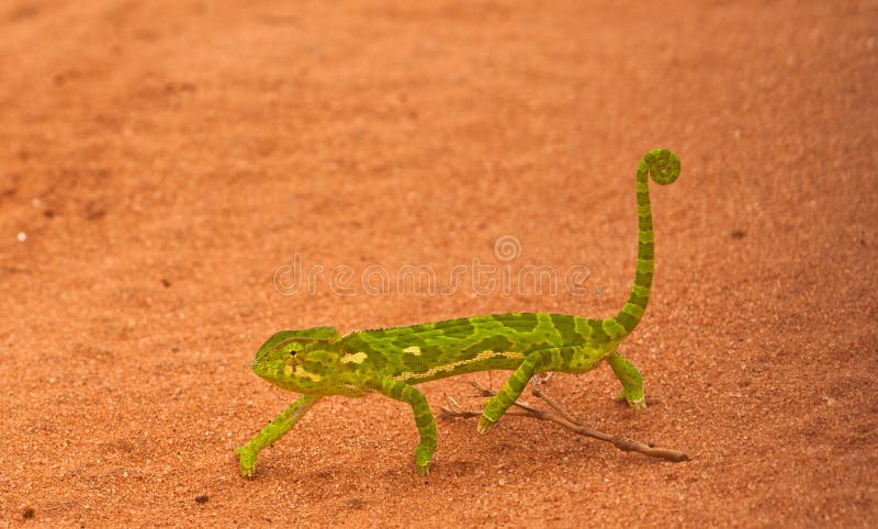 An african Chameleon royalty free stock images An african Chameleon royalty free stock images