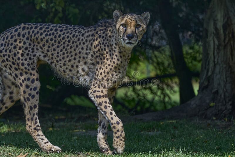 The African Cheetah is the Fasted Land Mammal on Earth Stock Image