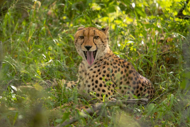 African cheetah, Masai Mara National Park, Kenya, Africa. Cat in nature habitat. Greeting of cats Acinonyx jubatus stock photography African cheetah, Masai Mara National Park, Kenya, Africa. Cat in nature habitat. Greeting of cats Acinonyx jubatus stock photography