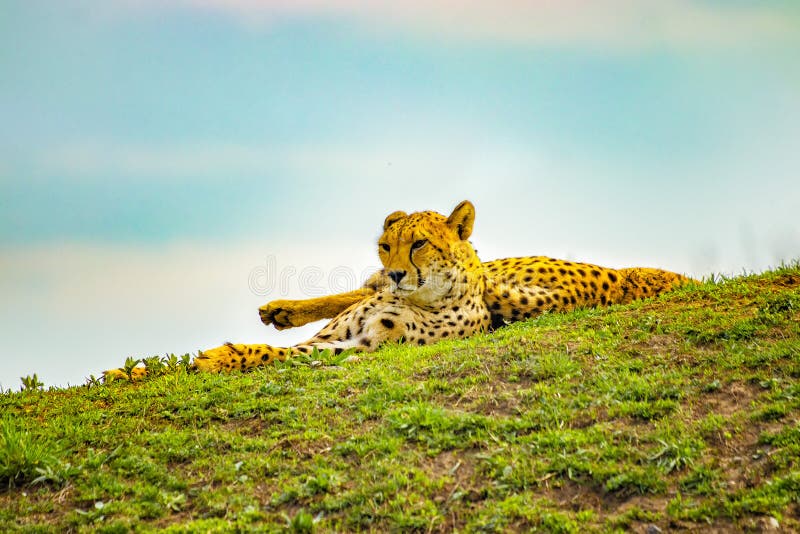 African cheetahs is lying on the green grass. The background is blue sky. It is close up photo. It is natural background with stock image African cheetahs is lying on the green grass. The background is blue sky. It is close up photo. It is natural background with stock image