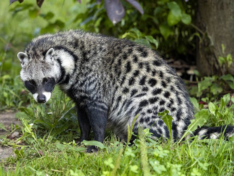 Mirar fijamente,, El gran el animal buscando comida.