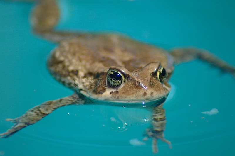 Retrato garras rana en azul Agua.