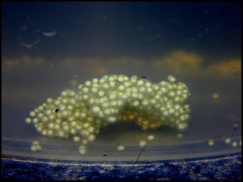 African clawed frog eggs stock photo. Image of clawed 92581362