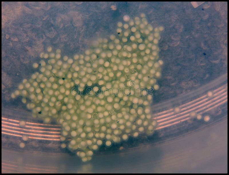 101 African Clawed Frog Stock Photos Free & RoyaltyFree Stock Photos