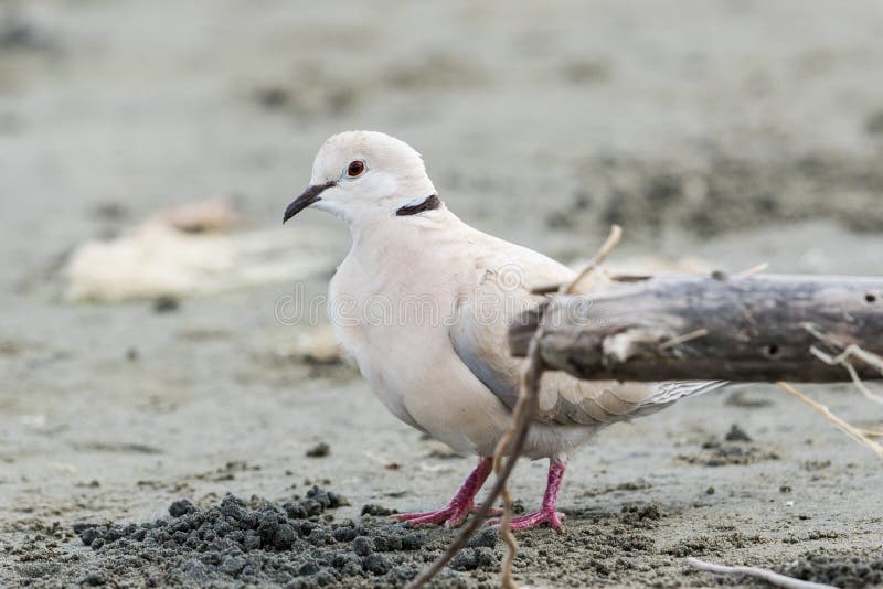 African Collared Dove stock image. Image of australian 157161627