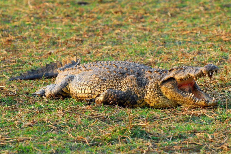 African Crocodile on the Shore Stock Image Image of texture, water