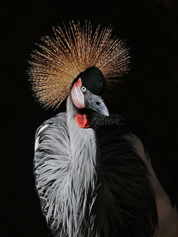 African Crowned Crane