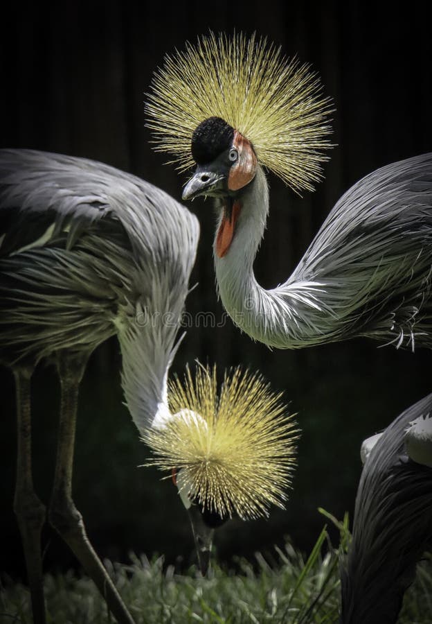 African Crowned Crane