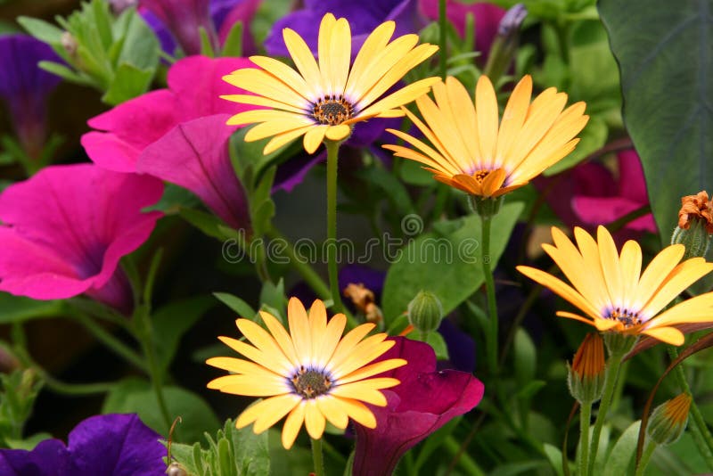 African Daisies