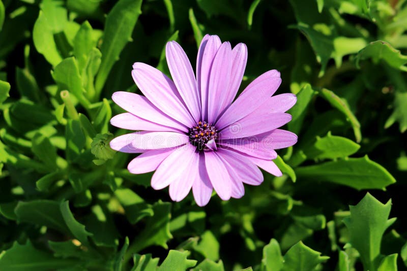 African daisies or Osteospermum plant with blooming light violet flower petals and colorful center on dark green leaves background royalty free stock photos African daisies or Osteospermum plant with blooming light violet flower petals and colorful center on dark green leaves background royalty free stock photos