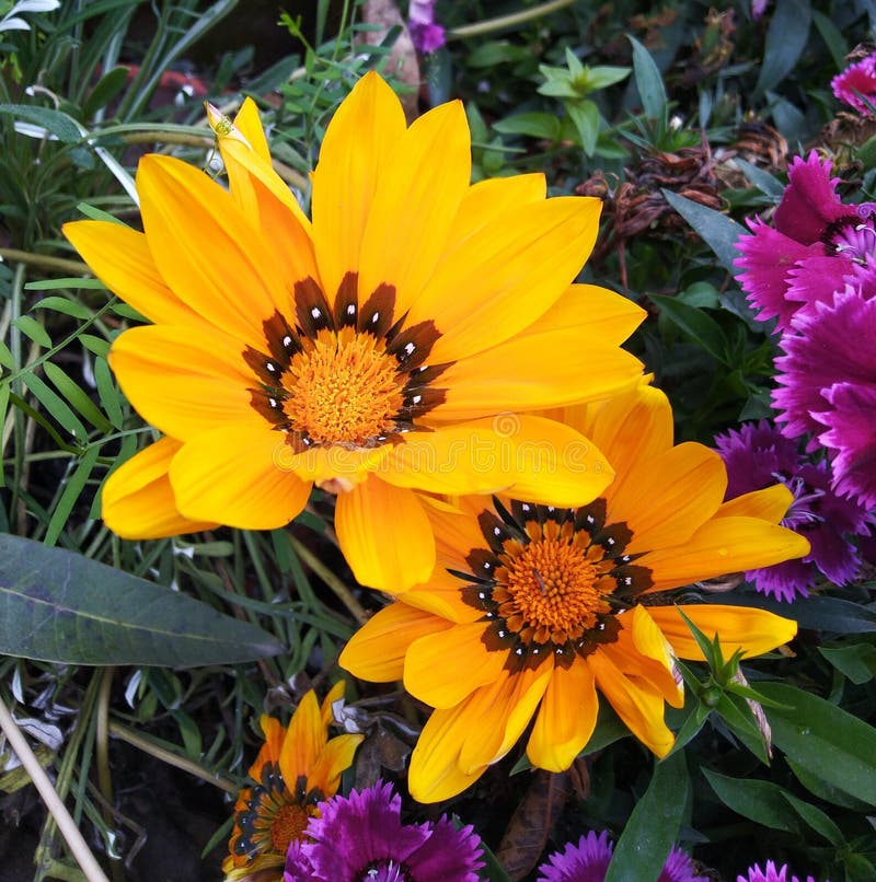 African Daisies Yellow Flowers Stock Image Image of yellow, daisies
