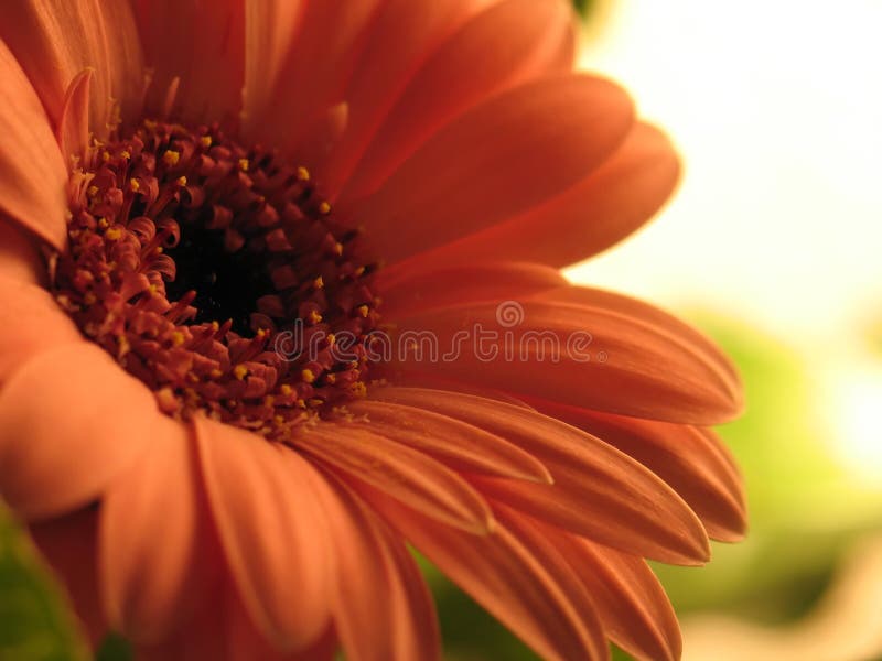 African daisy