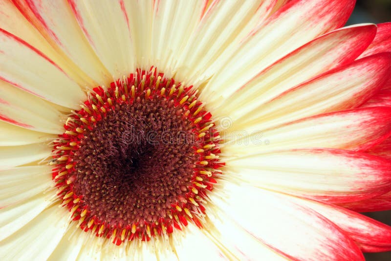 African daisy stock photo. Image of garden, flower, petals - 66917924