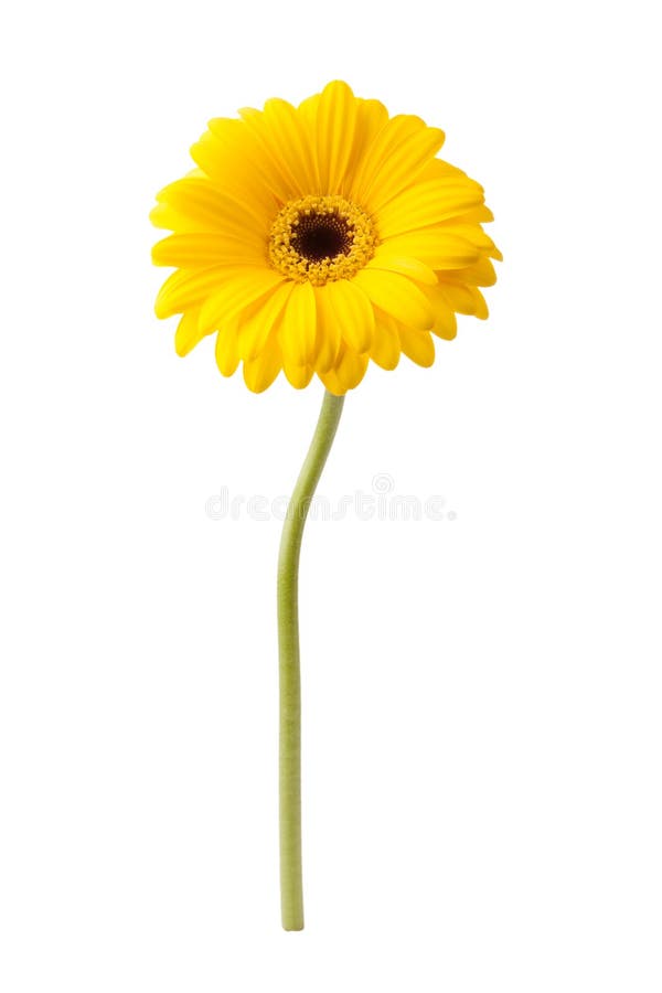 African daisy isolated on white