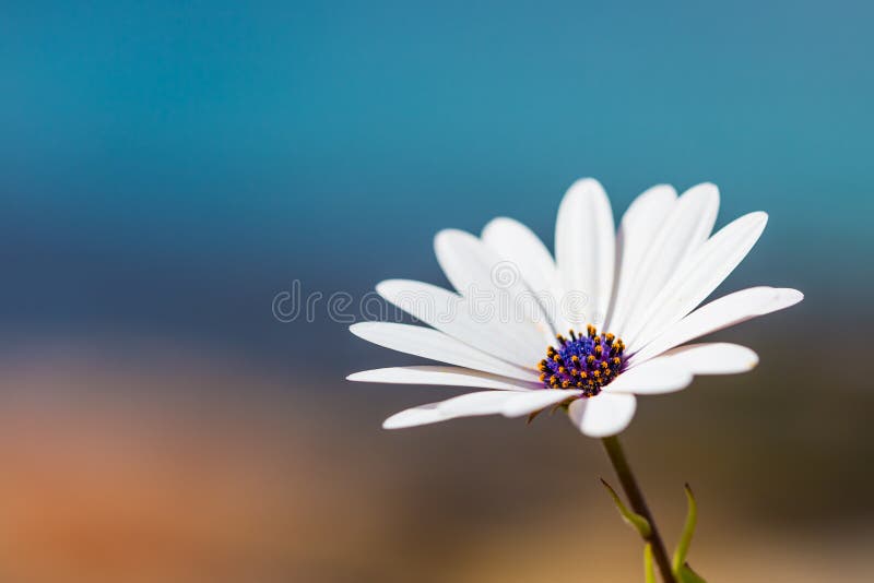 African Daisy