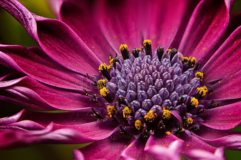 African Daisy