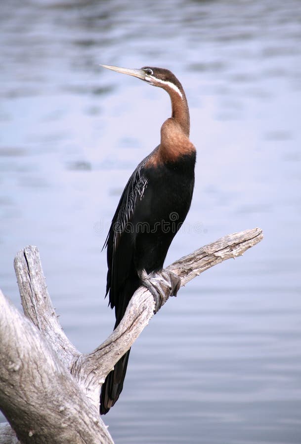African Darter royalty free stock photography