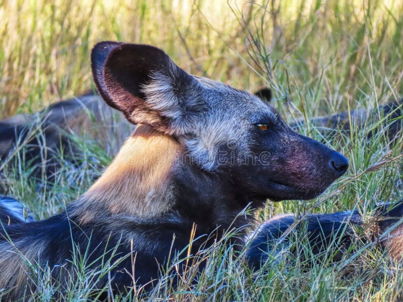 African dog royalty free stock images