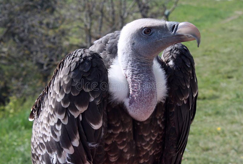 Harpy eagle stock image. Image of neotropical, eagle - 25494085