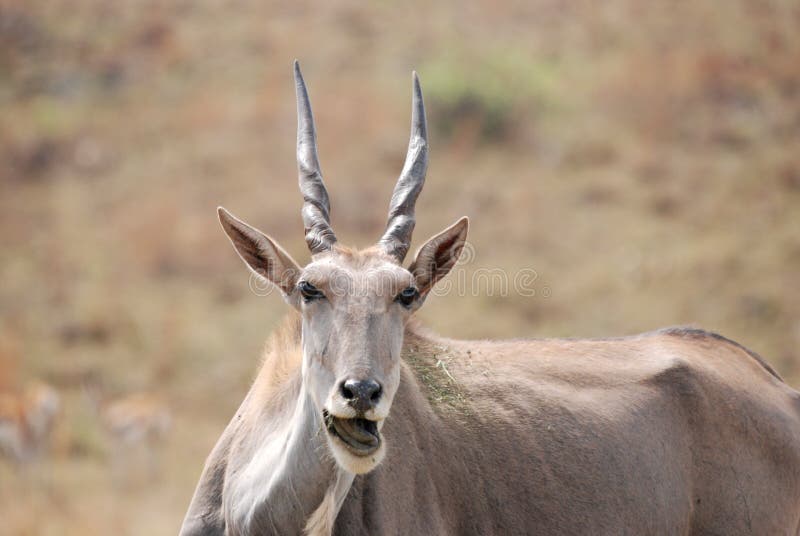 African Eland Antelope Stock Photos - Image: 7537743