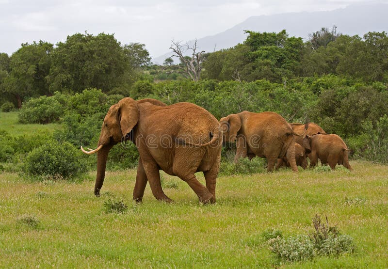 African elefant