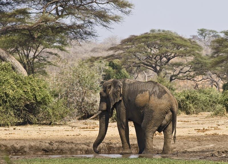 African elephant stock images