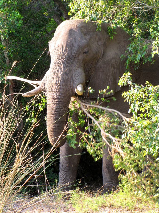 African elephant