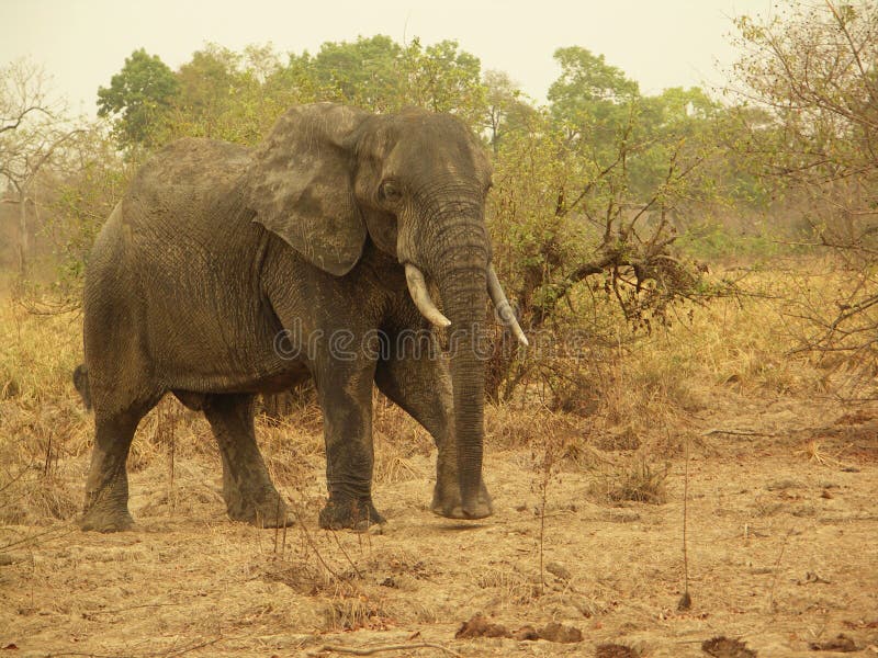 African Elephant