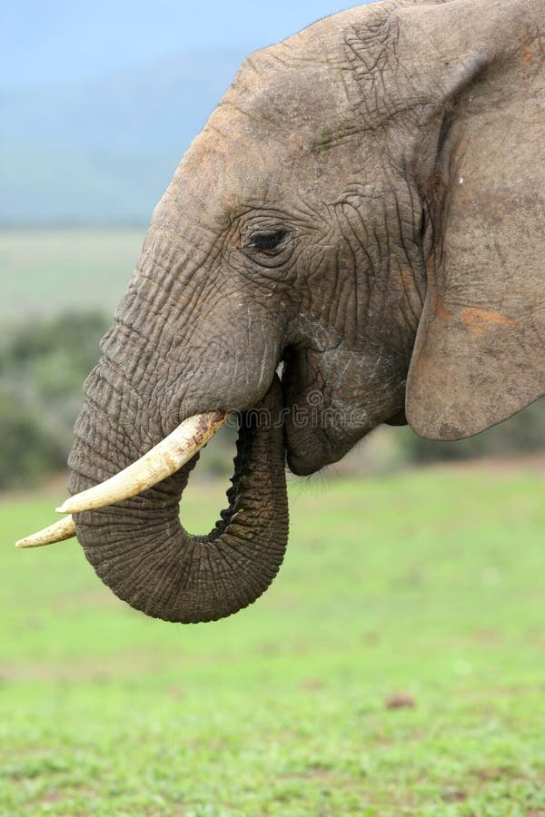 African Elephant