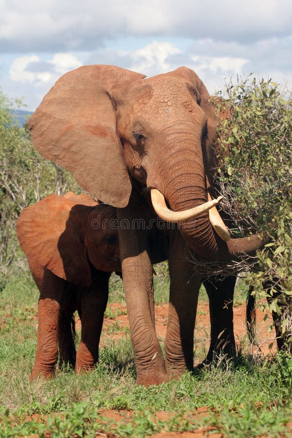 African Elephant