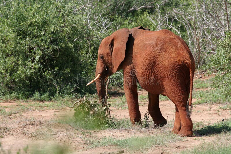 African Elephant