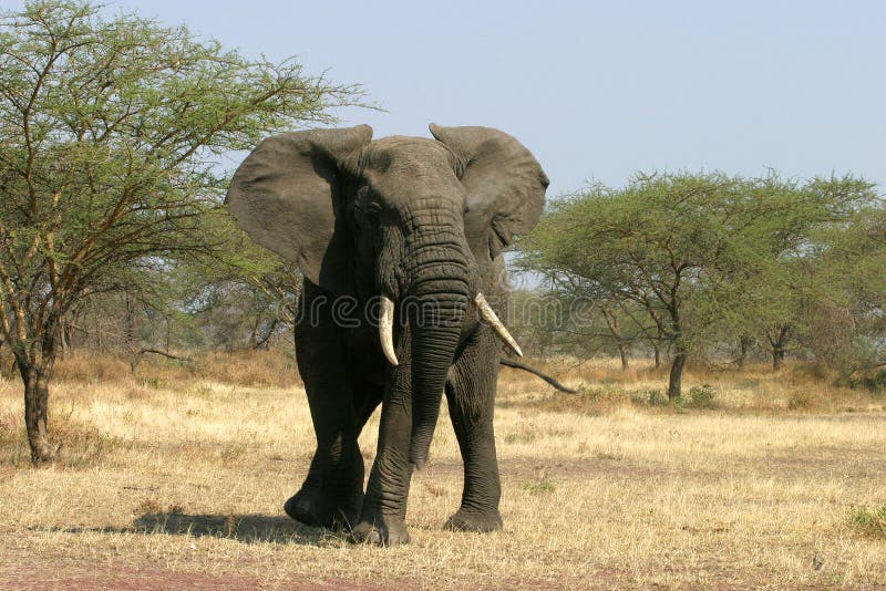 African Elephant