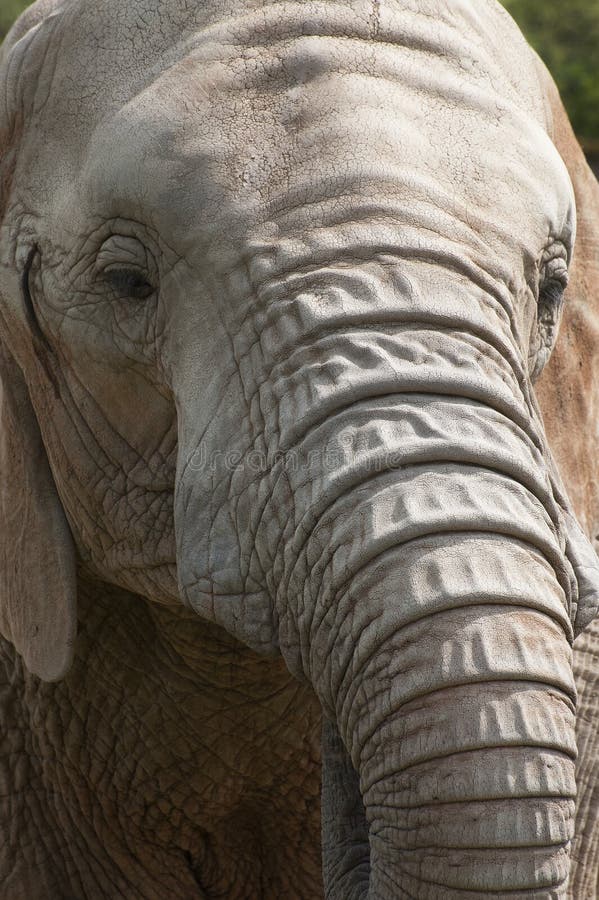 804 Elephant Long Nose Stock Photos - Free & Royalty-Free Stock Photos from Dreamstime