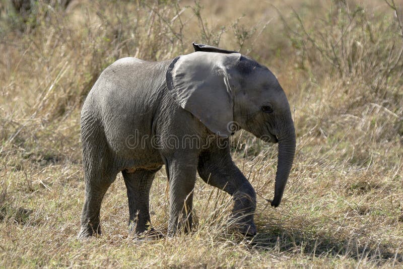 African Elephant