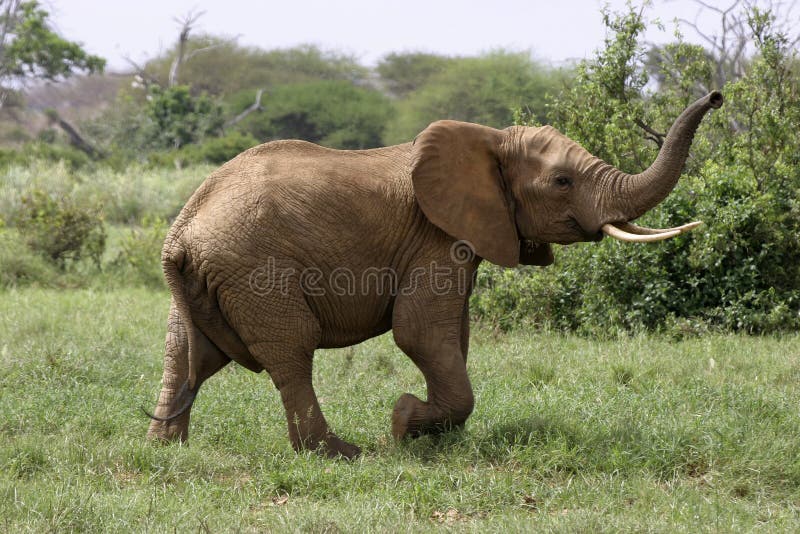 African Elephant