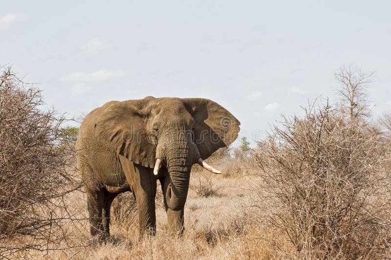 African Elephant